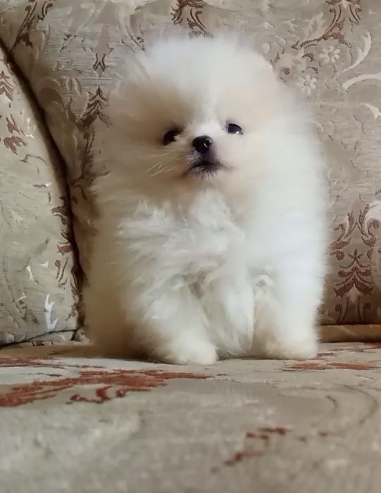 Счастье на ладошке