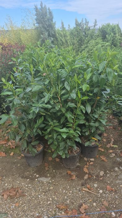 Tuia leylandii plante decorative