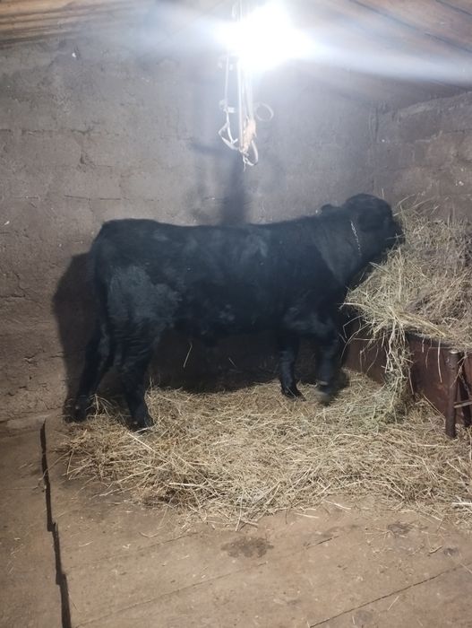 Бычок 10 месяц Ангус Сементал