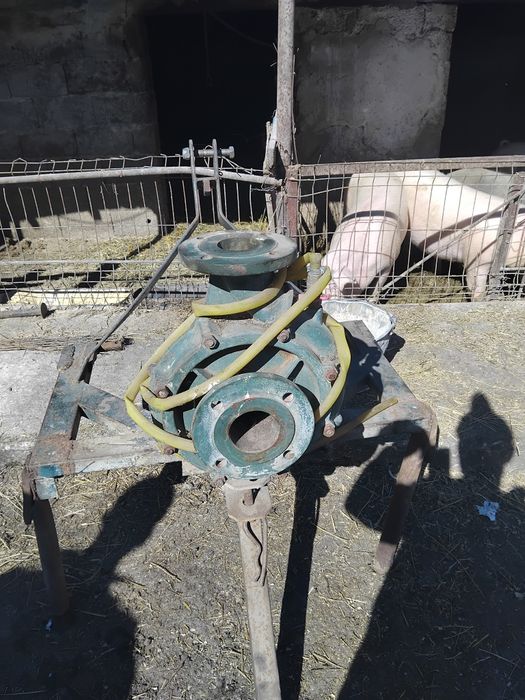 Grup de udat caprari