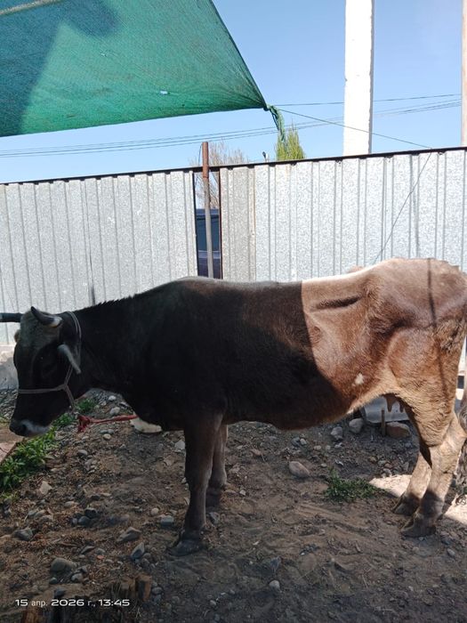 Корова Алатауская