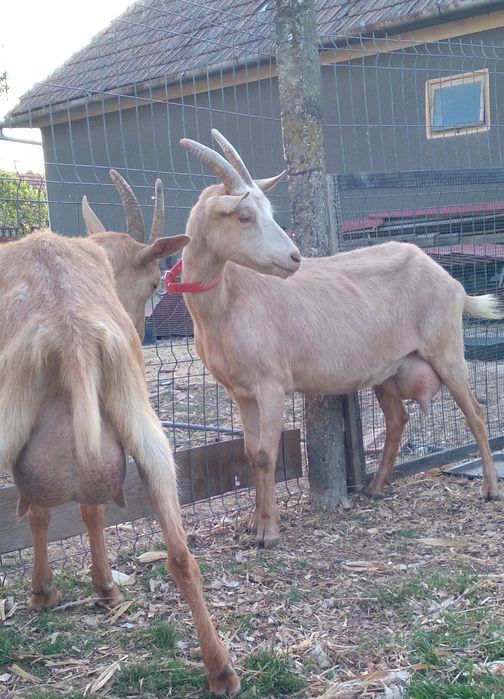 Două capre de vânzare