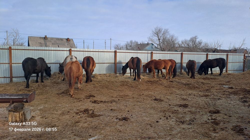 Продам жеребых кобыл на разведение