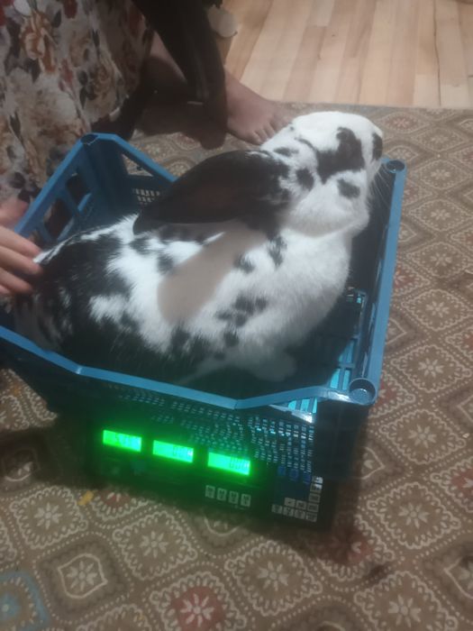 Продавам заекиня пеперуда