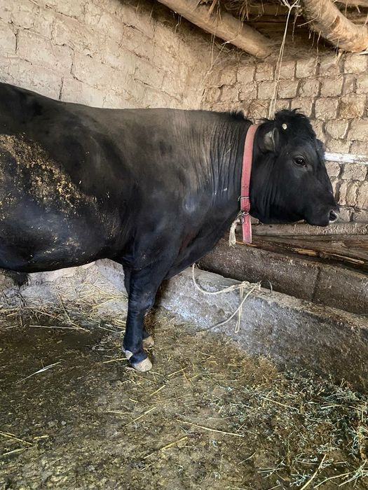 Зотли тоза Ангус навос сотилади 1 ёшдан ошди