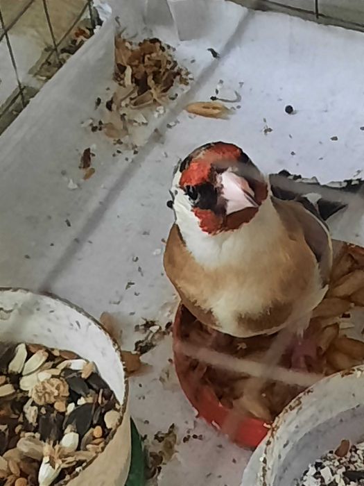 Продаётся щегол.