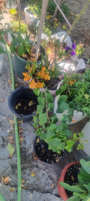 Продам комнатные цветы олеандры оксалисы