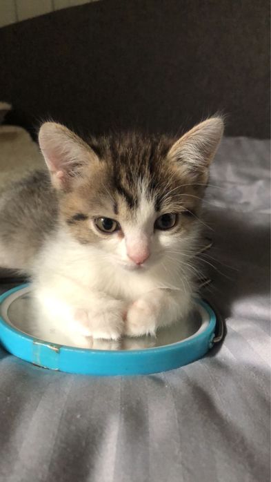 Отдаю котят в добрые руки