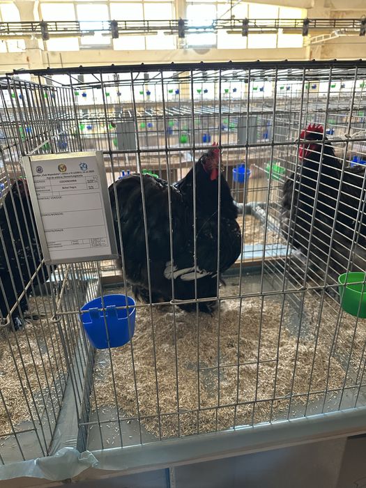 Cocosi cochinchina bobat / albastru