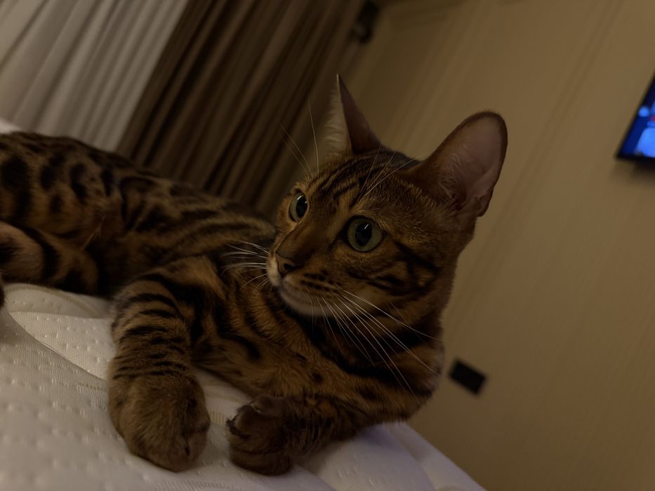 Бенгальская кошка ищет жениха