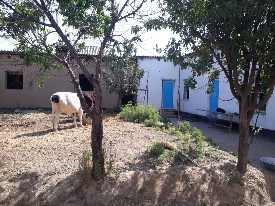 Уй сотилади Чиноз.Олмозор.2МФИ