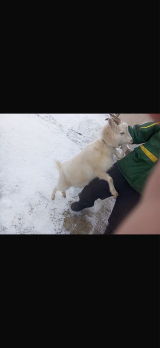 Продаестя козленок