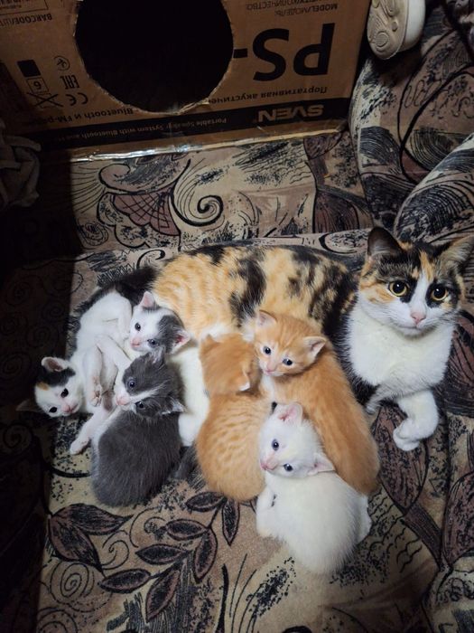 Кошечка с котятами даром