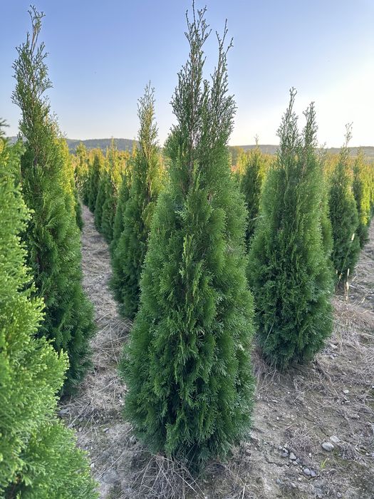 Tuia Smaragd 1,5 m - 2,5 m