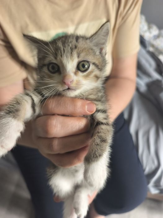 Отдаем котят в добрые руки