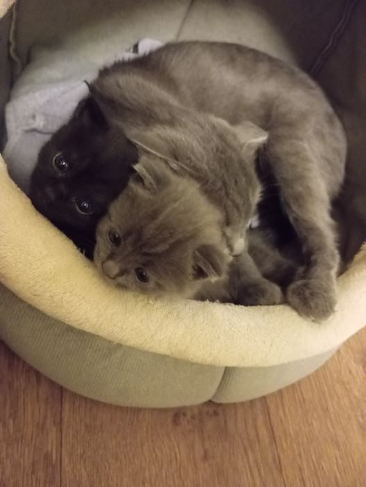 Котята британцы веслоушки