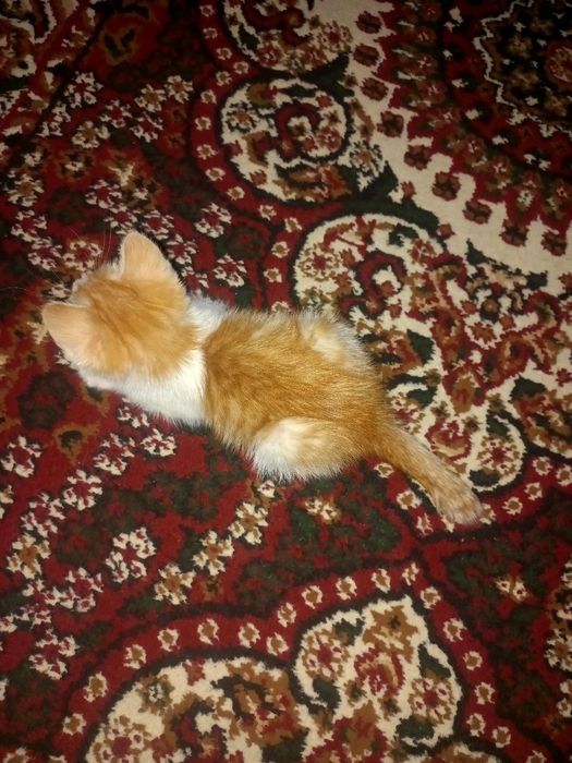 Soglom. O‘G‘IL  bir yarim oyki Mushukcha yaxshi qollarga hadyaga beril