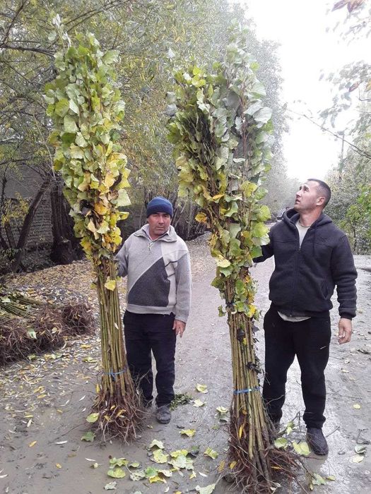 Мевали декоратив 100% ишончли кучатлар,Тераг,Павлония,