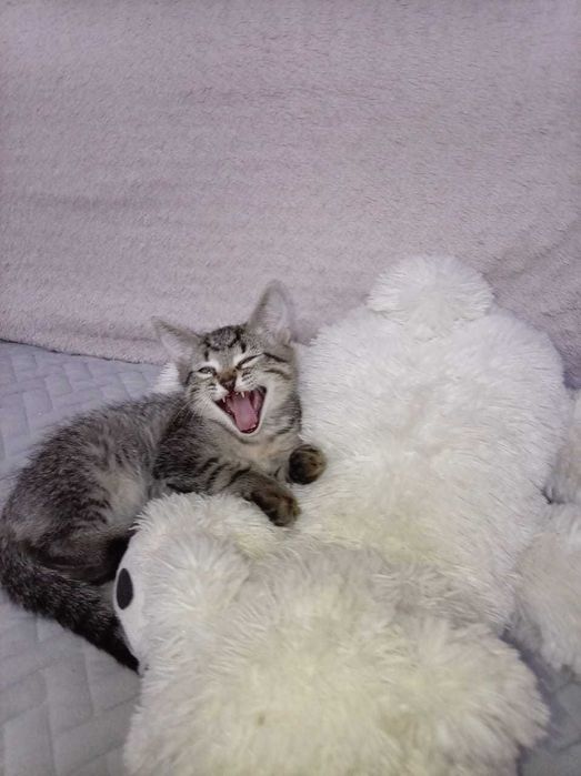 Котята 2,5 месяца