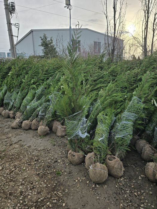 Chiparos Leylandii este un conifer de talie medie, din familia Cupress