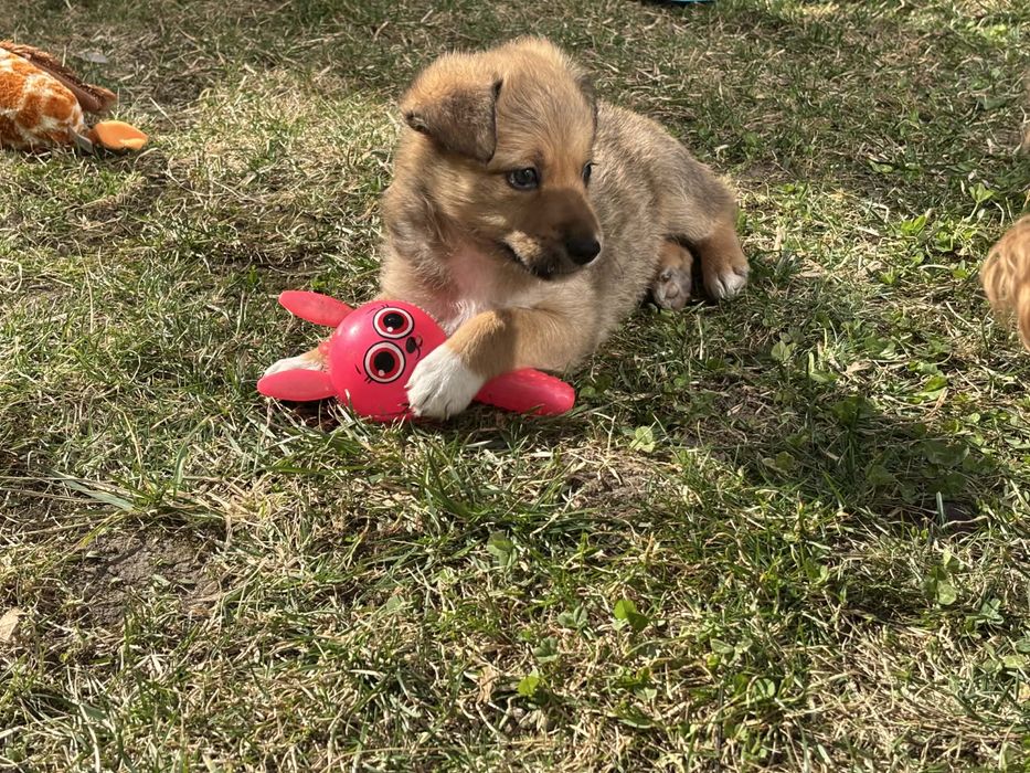 donez pui catel vaccinat talie medie