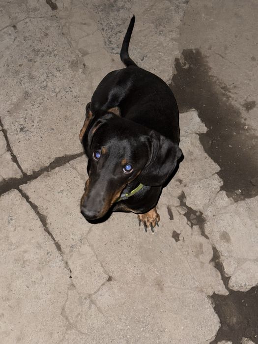 Такса кобель предлагается для вязки