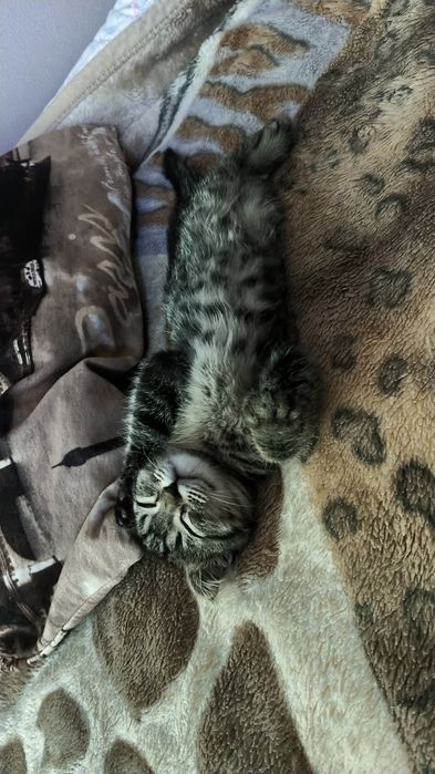 Отдам котёнка вислоушку