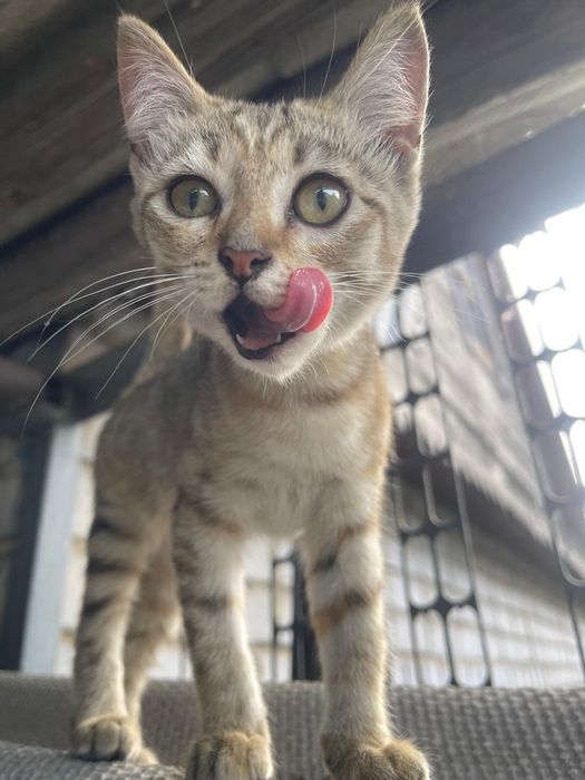 Отдам котёнка в добрые руки, девочка.