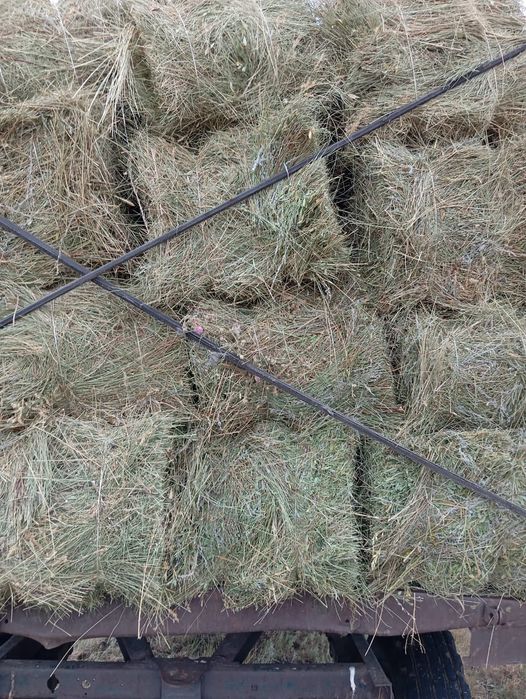 Продам сено житняк