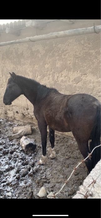 Тай Жылқы Құнан/ Соғым