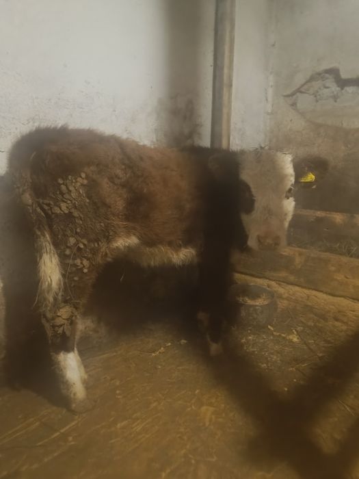 Продаю  телку хорошая