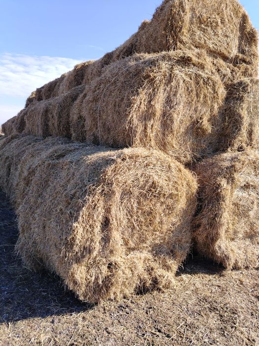 Продам ячменную солому