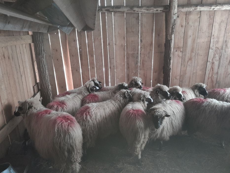 Disponibile 16 oi și un berbec