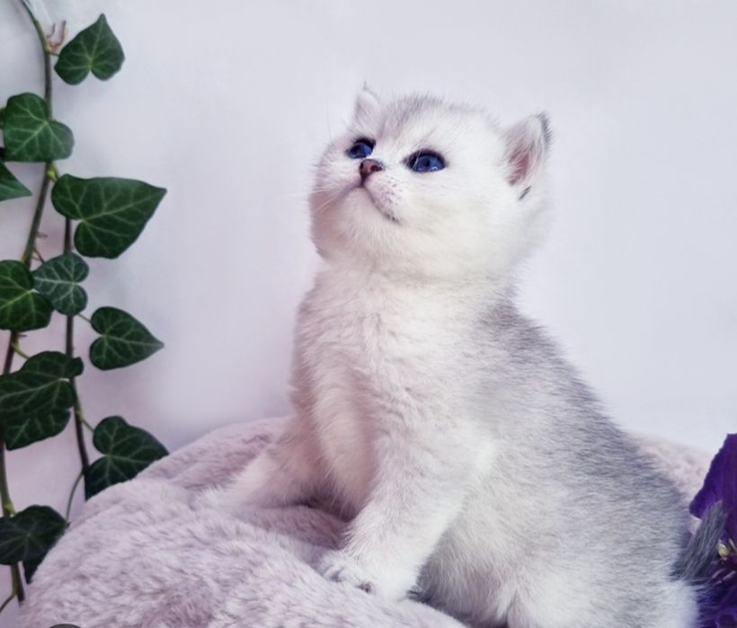 Продаются шикарные  Шотландские  котята. Скотиш Фолд и Скотиш Страйт.