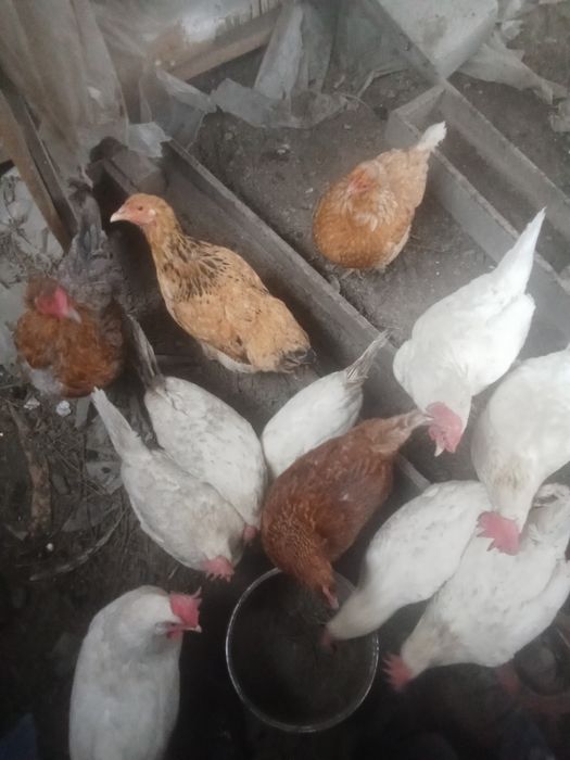 Продам курей домашних