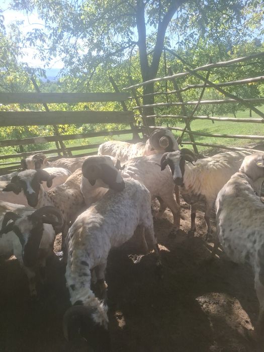 Oi disponibile 8 oi si  4 mieluțe