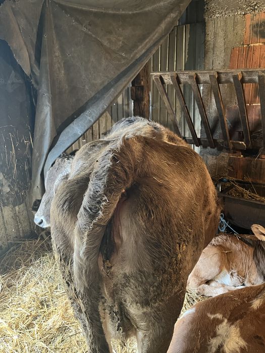 Vand o vaca cu vitel