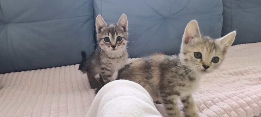 Отдам котят в добрые руки.