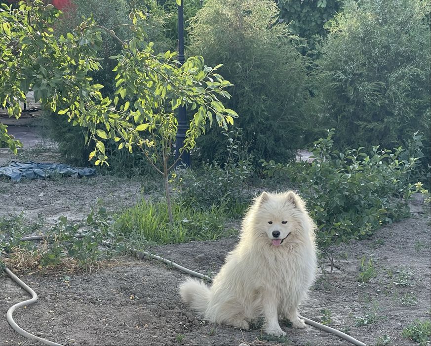 Отдам в очень хорошие руки САМОЕДА