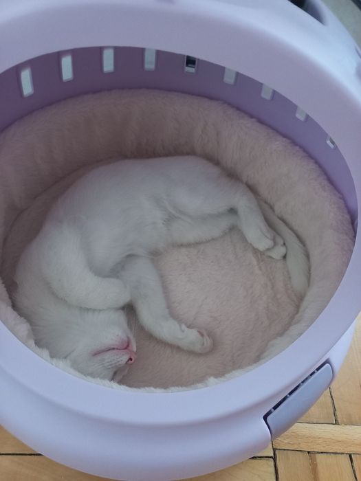 Vyazkaga toza zotli mushuk