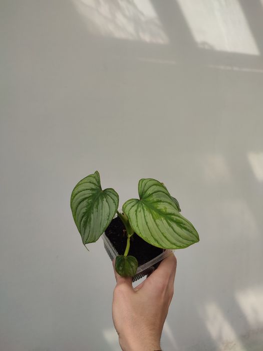 Филодендрон мамэй