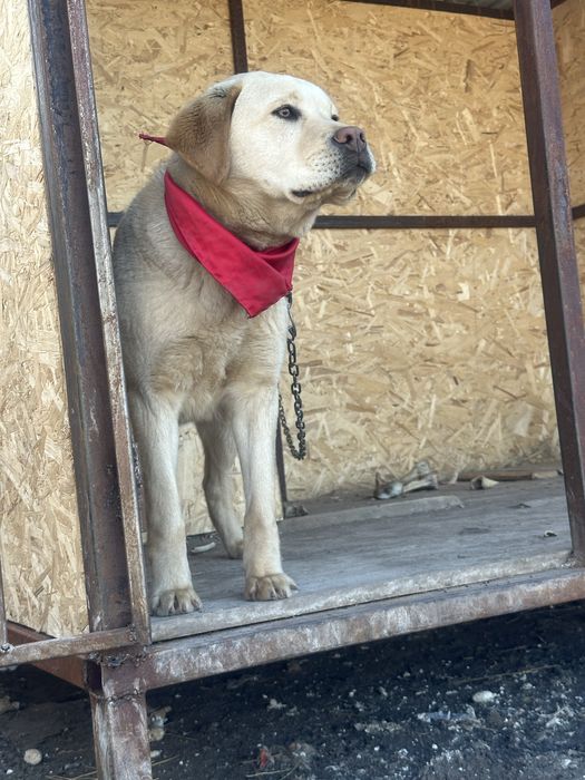 Продам Лабрадор мальчик