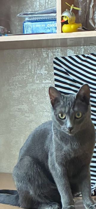 Отдадим кошечку в хорошие руки