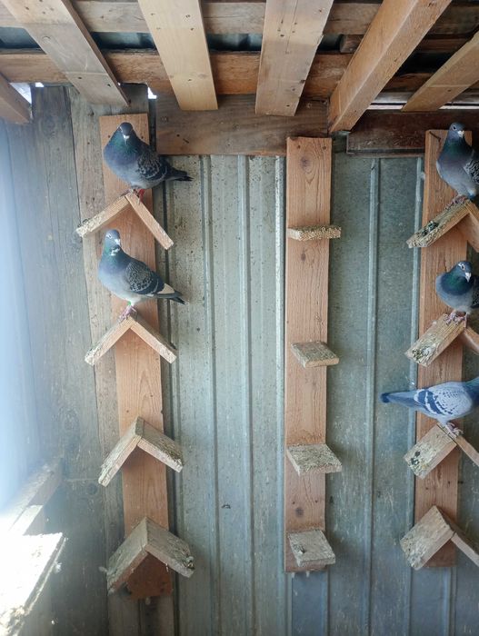 Porumbei voiajori de concurs de toate felurile