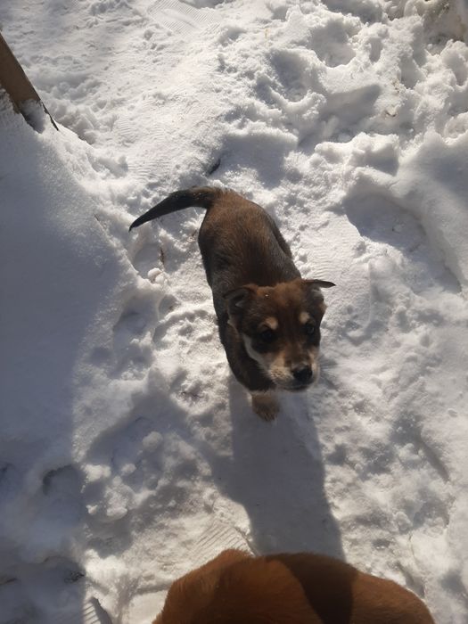 СРОЧНО ищут домик!