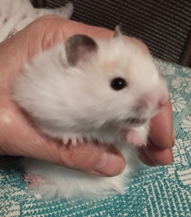 Хомячки домашние