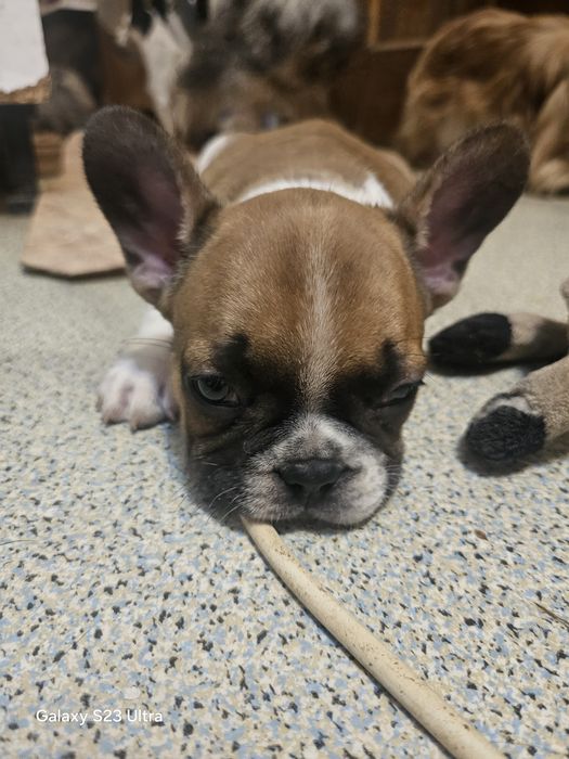 Французский бульдожек