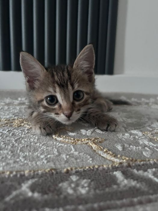 отдадим котят в добрые руки