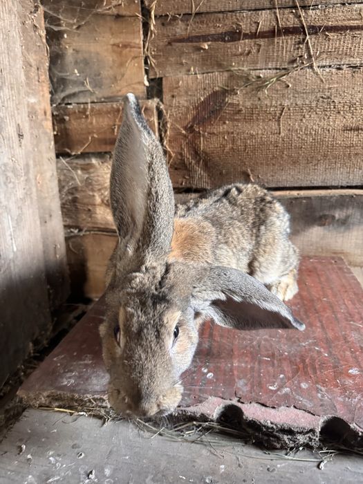 Продам крола породы франдер