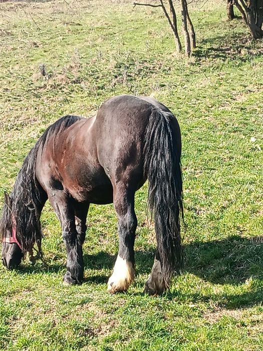 De vânzare,cal castrat în vârstă de 14 ani!